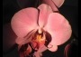 orchidee