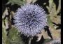 distel